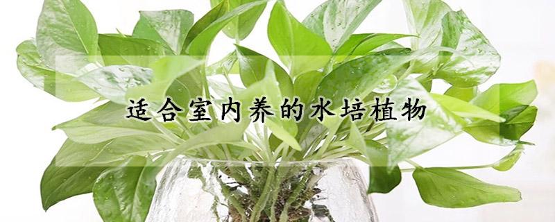 适合室内养的水培植物