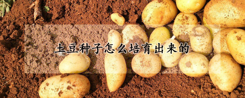 土豆种子怎么培育出来的