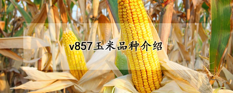v857玉米品种介绍