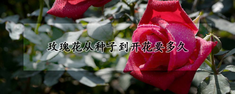 玫瑰花从种子到开花要多久