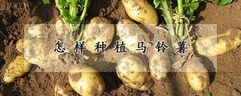 怎样种植马铃薯