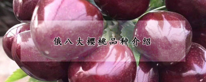 俄八大樱桃品种介绍