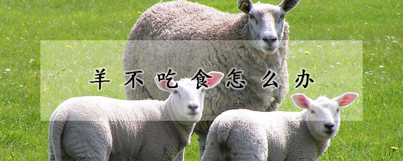 羊不吃食怎么办