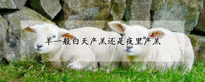 羊一般白天产羔还是夜里产羔