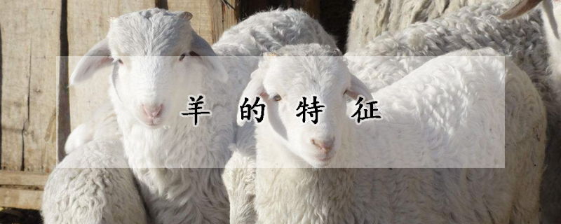 羊的特征