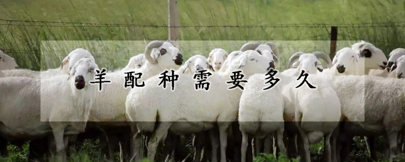 羊配种需要多久