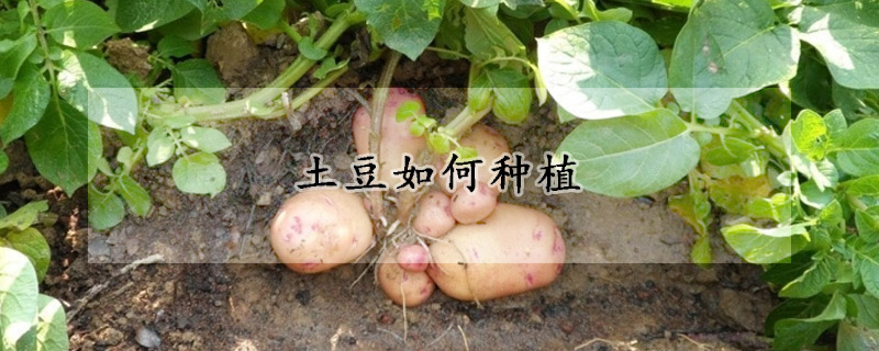 土豆如何种植