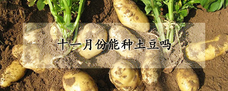 十一月份能种土豆吗