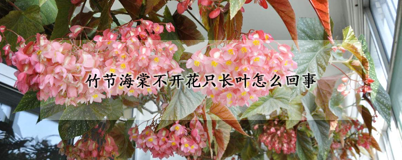 竹节海棠不开花只长叶怎么回事