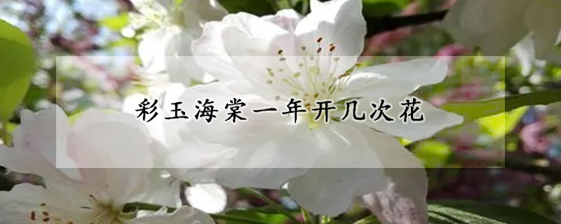 彩玉海棠一年开几次花
