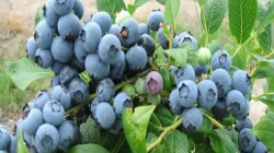 绿宝石蓝莓品种优缺点