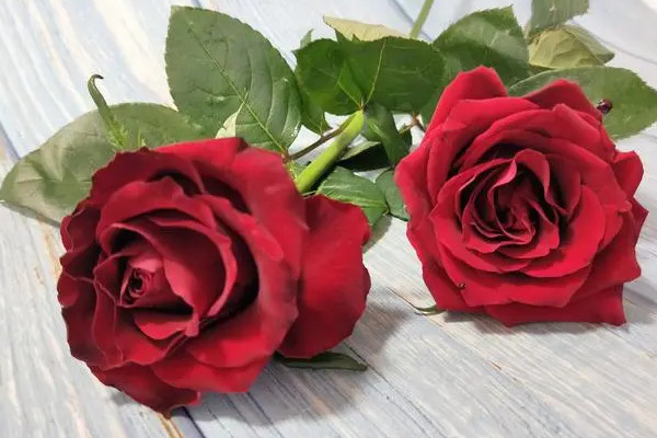 红玫瑰有哪些品种