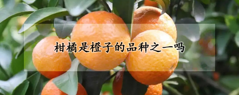 柑橘是橙子的品种之一吗