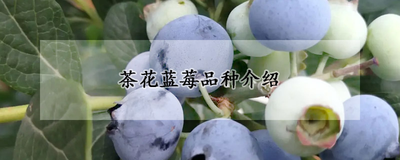 茶花蓝莓品种介绍