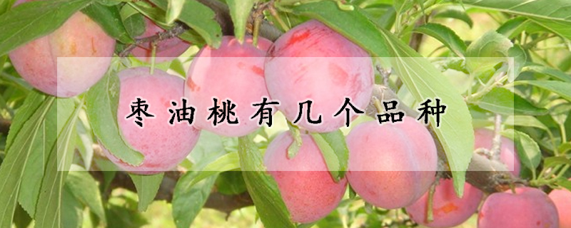 枣油桃有几个品种