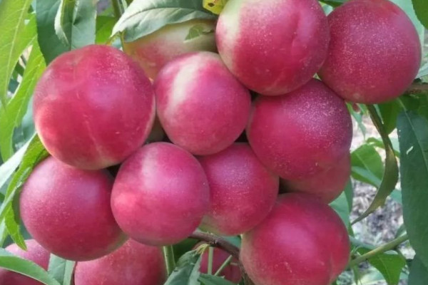枣油桃有几个品种