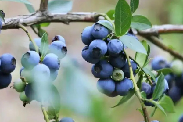 阳台种植蓝莓的时间和方法，阳台种植蓝莓管理技术