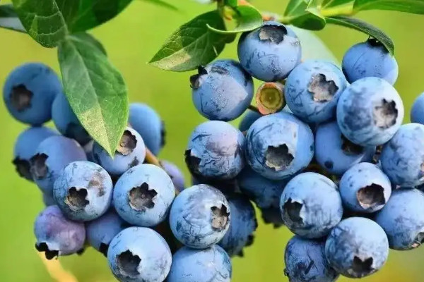 蓝莓品种介绍大全，蓝莓有什么品种