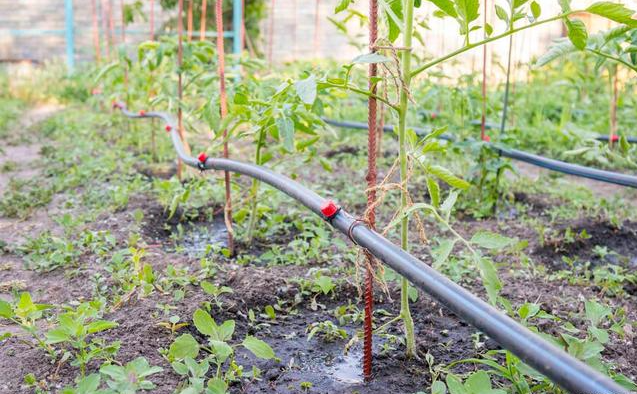 温室番茄滴灌设备如何选用 选用技巧