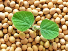 大豆常见病害有哪些 如何防治 防治措施