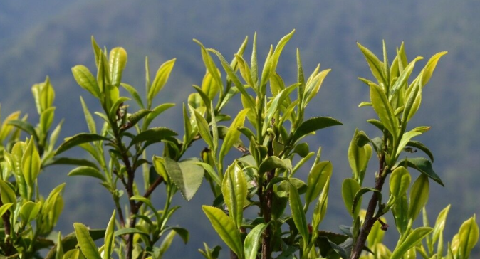 素心兰岩茶是什么品种？