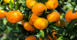 <b>阴雨天气对柑橘的影响及应对措施</b>