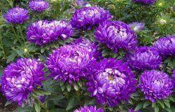 <strong>最受欢迎的菊花品种-紫菊</strong>