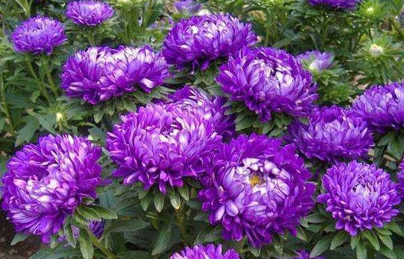 最受欢迎的菊花品种-紫菊