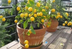 <b>家庭如何种植柠檬？</b>