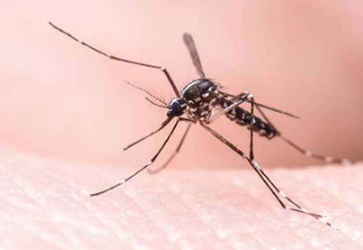 夏天驱蚊方法有哪些？
