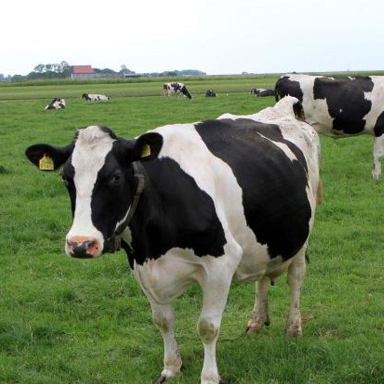 给奶牛滥用抗生素有哪些不良影响？