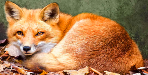 狐狸在育成期的饲养管理技巧