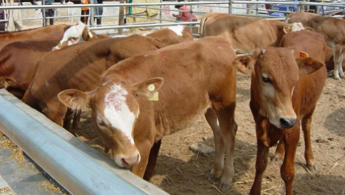 奶牛高烧常见病症类型及处理方法
