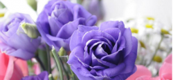 <strong>紫色玫瑰适合送的三种人</strong>