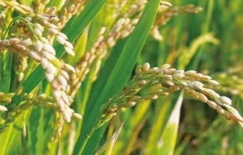 水稻适合什么土壤种植