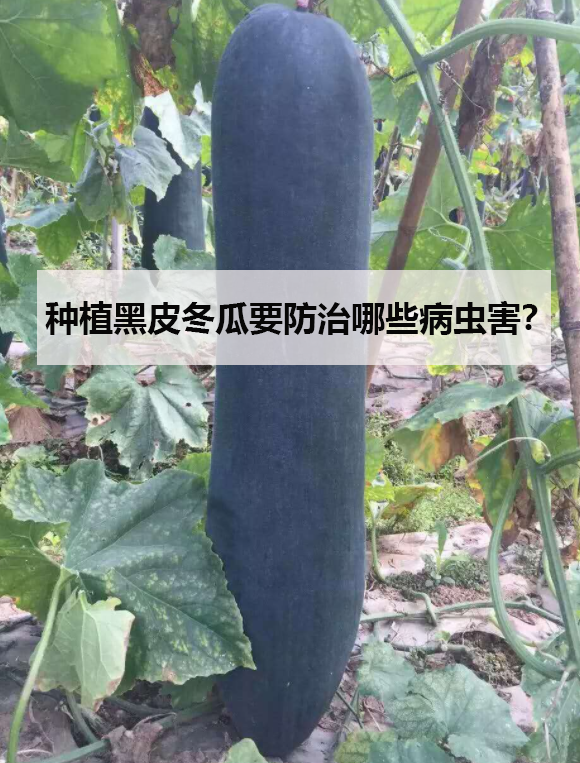 种植黑皮冬瓜要防治哪些病虫害？
