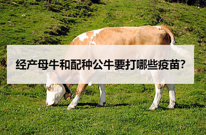 经产母牛和配种公牛要打哪些疫苗？