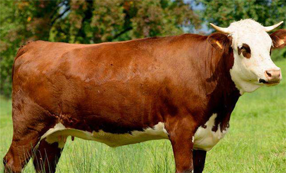 母牛发情异常有什么表现，母牛发情异常情况是什么
