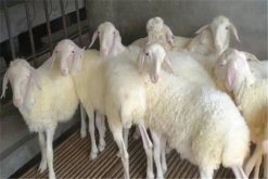 有哪些常见进口肉羊品种，购买进口肉羊品种要注意什么