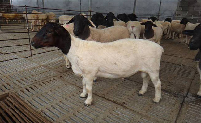 种公羊几个月才能配种 一只公羊可配多少母羊