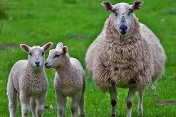 绵羊怀孕期是多少天，绵羊怀孕多久能有奶包