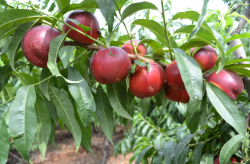 <strong>果树生产过程中常用的11种杀菌剂</strong>