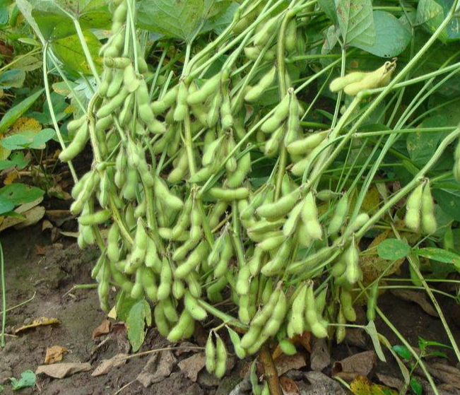 种植大豆能高产的要点有哪些？