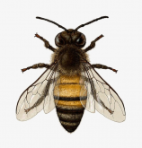 <strong>哪些因素会影响蜜蜂养殖效益?</strong>