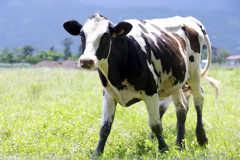 如何提高奶牛产奶质量？