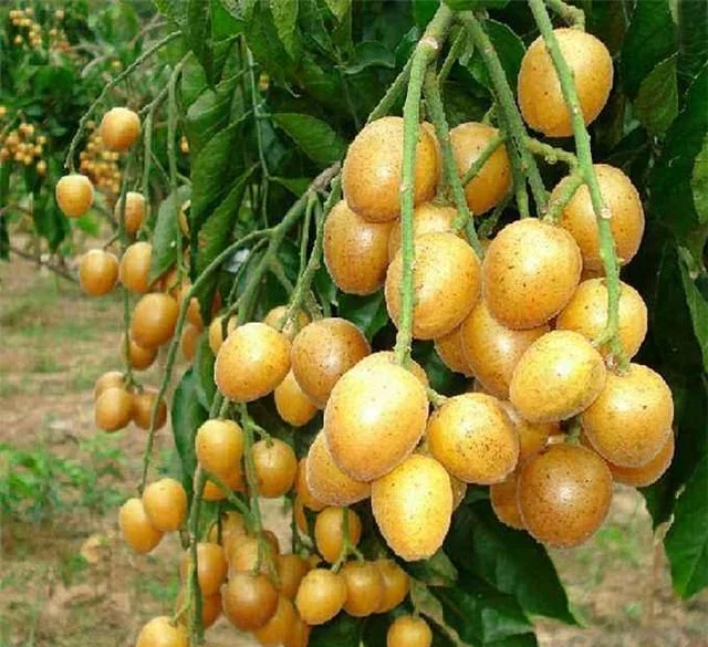 黄皮果的种植技术