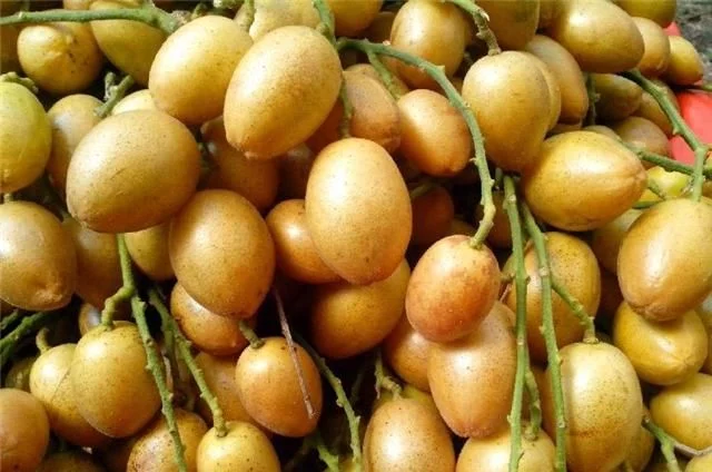 黄皮果的种植技术