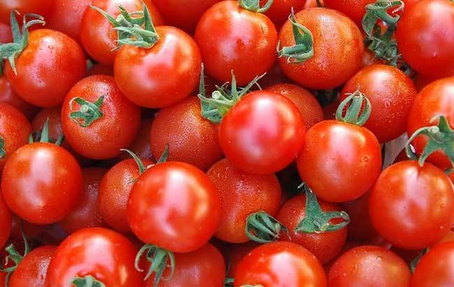 番茄冬季育苗有哪些禁忌？