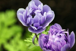 <strong>香气浓郁、花色神秘又好养的紫月荷兰花！</strong>