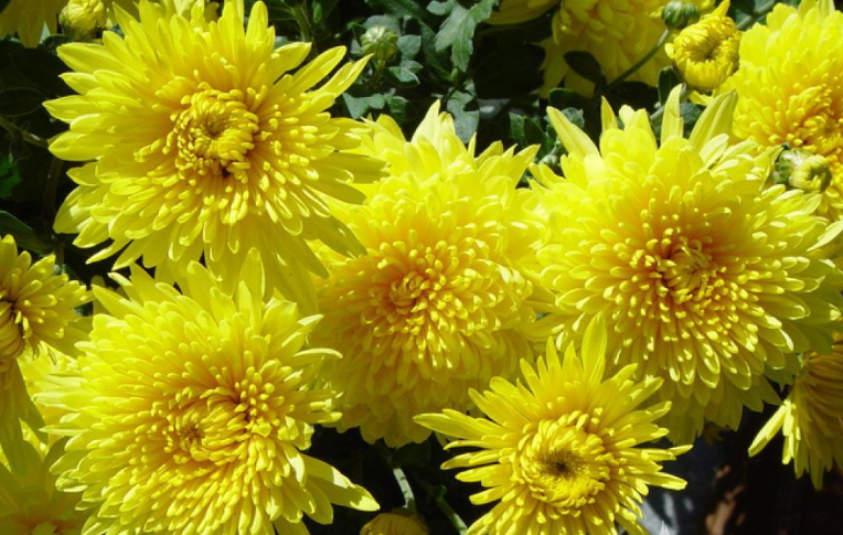 金黄色像菊花又能治病的花朵-千里光！